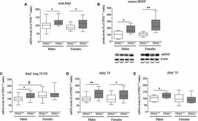 TPH2 Deficiency Influences Neuroplastic Mechanisms and Alters the Response to an Acute Stress in a Sex Specific Manner